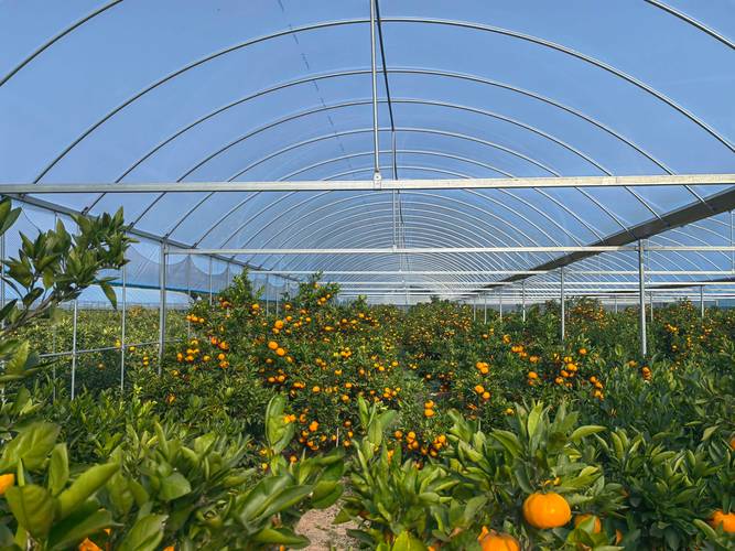 大的柑橘种植技术视频-图1