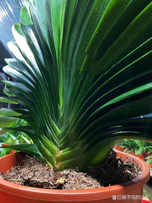 君子兰那个品种最贵了-图3 君子兰那个品种最贵了-图3