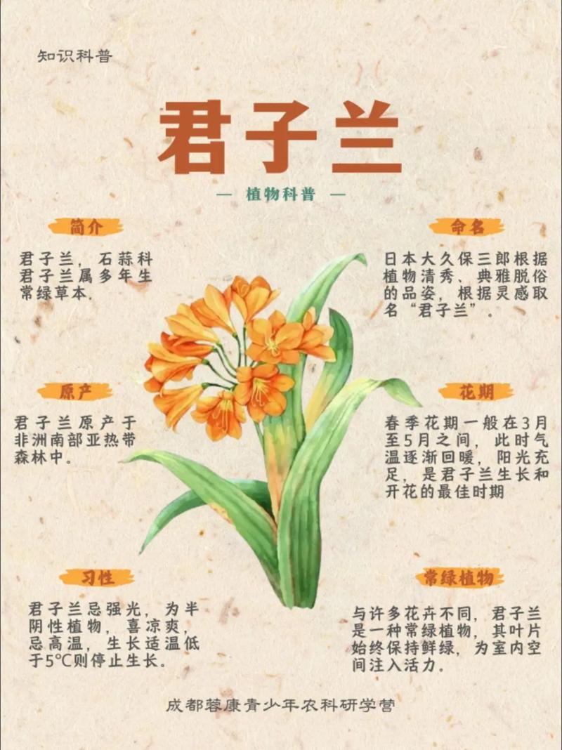 君子兰那个品种最贵了-图1 君子兰那个品种最贵了-图1