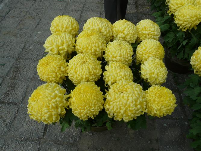 多年生菊花品种有哪些？-图2