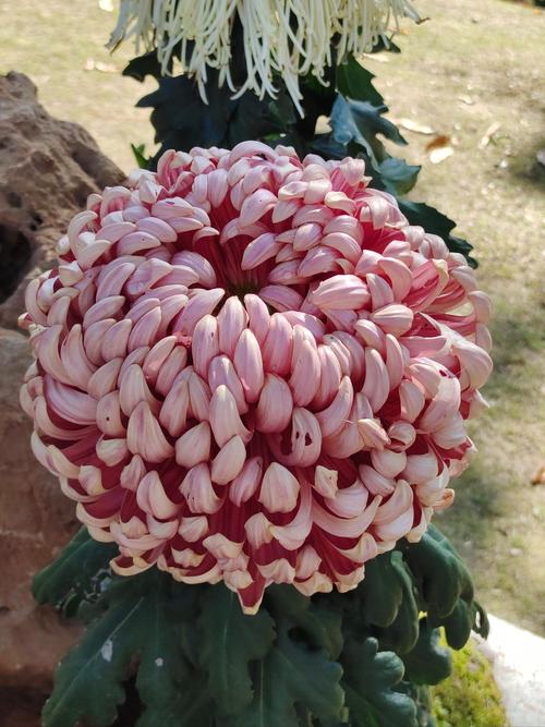 多年生菊花品种有哪些？-图1