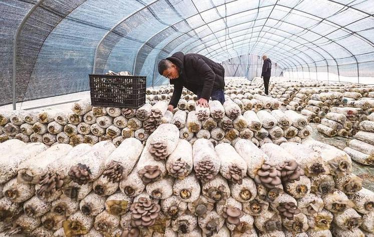 湖北平菇种植技术视频-图3