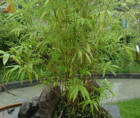 什么品种的竹子叶子少-图1