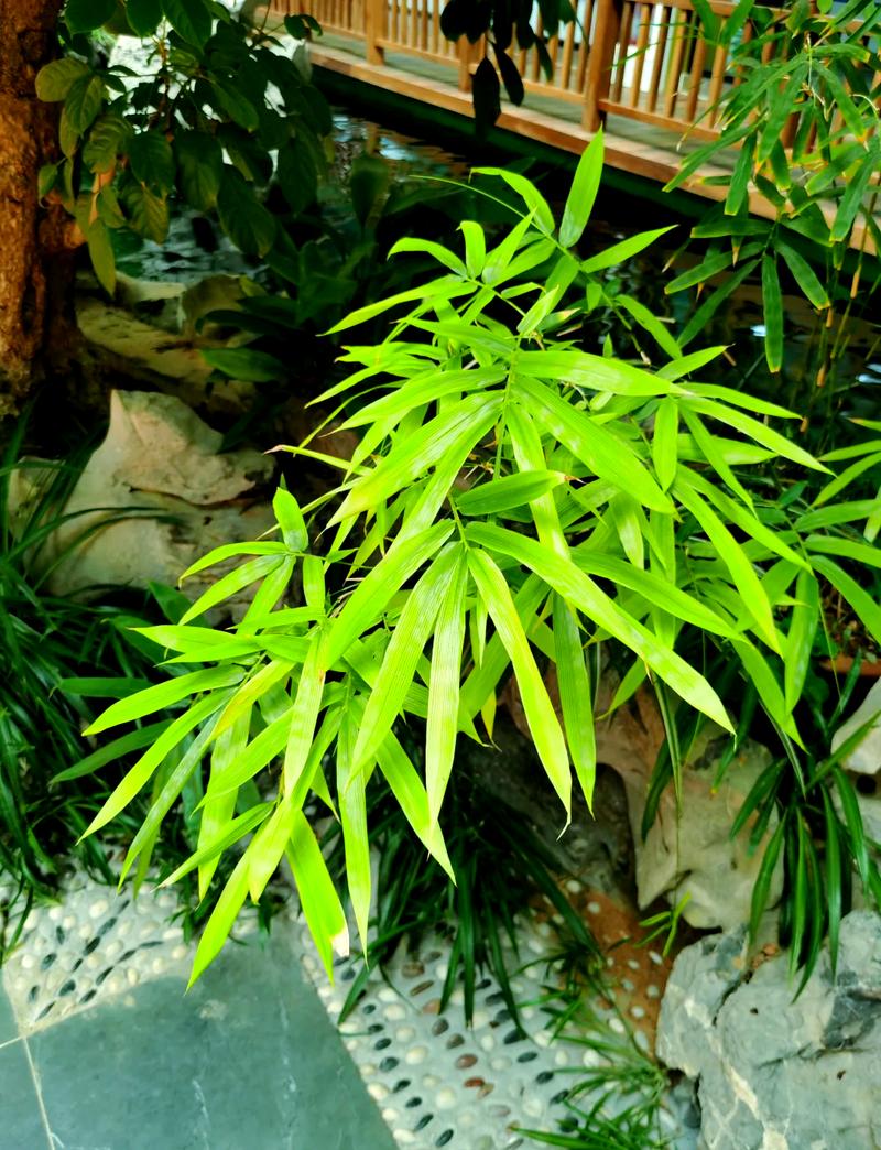 什么品种的竹子叶子少-图3