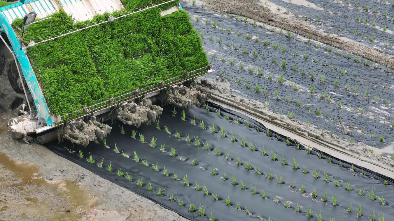 水稻种植技术视频下载-图2