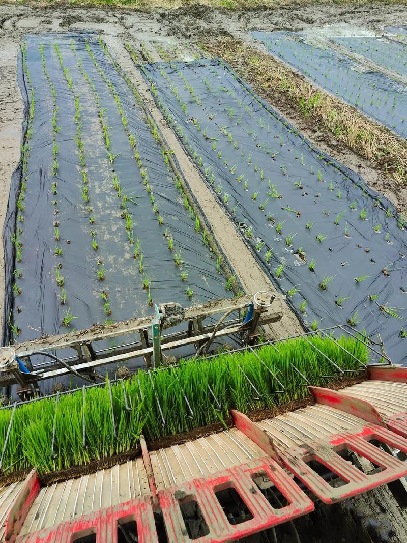 水稻种植技术视频下载-图3