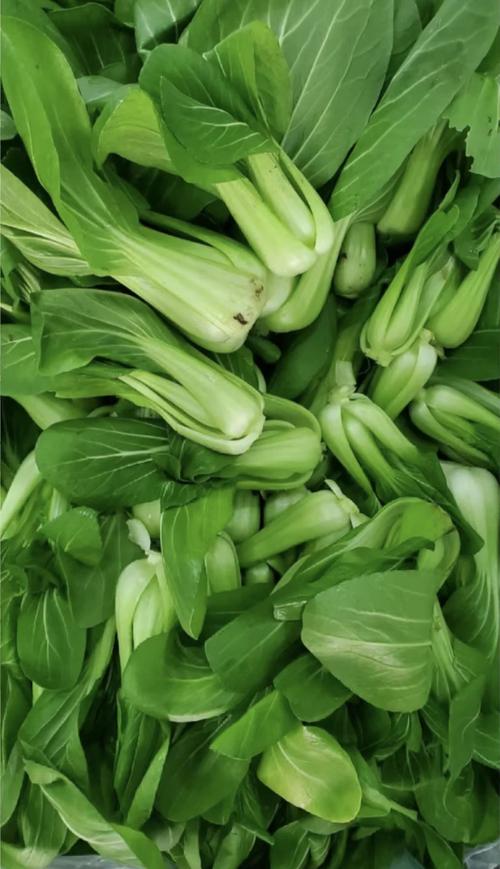 夏季油菜种植用啥品种-图3