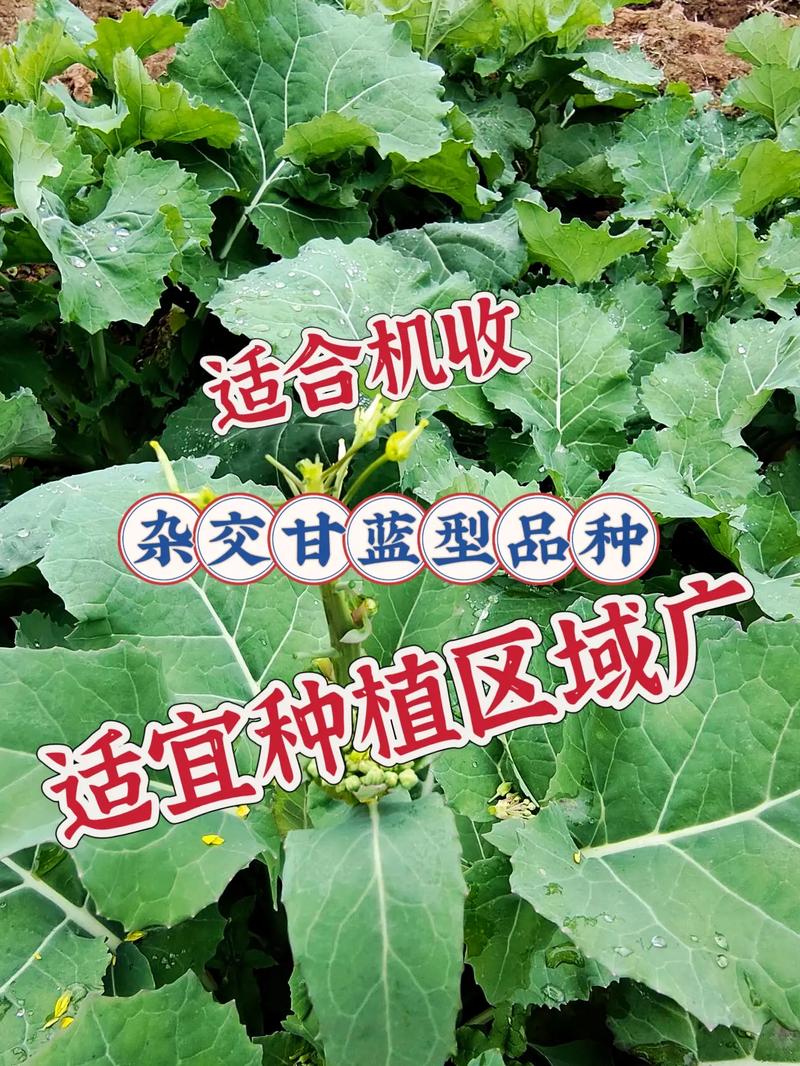 夏季油菜种植用啥品种-图1