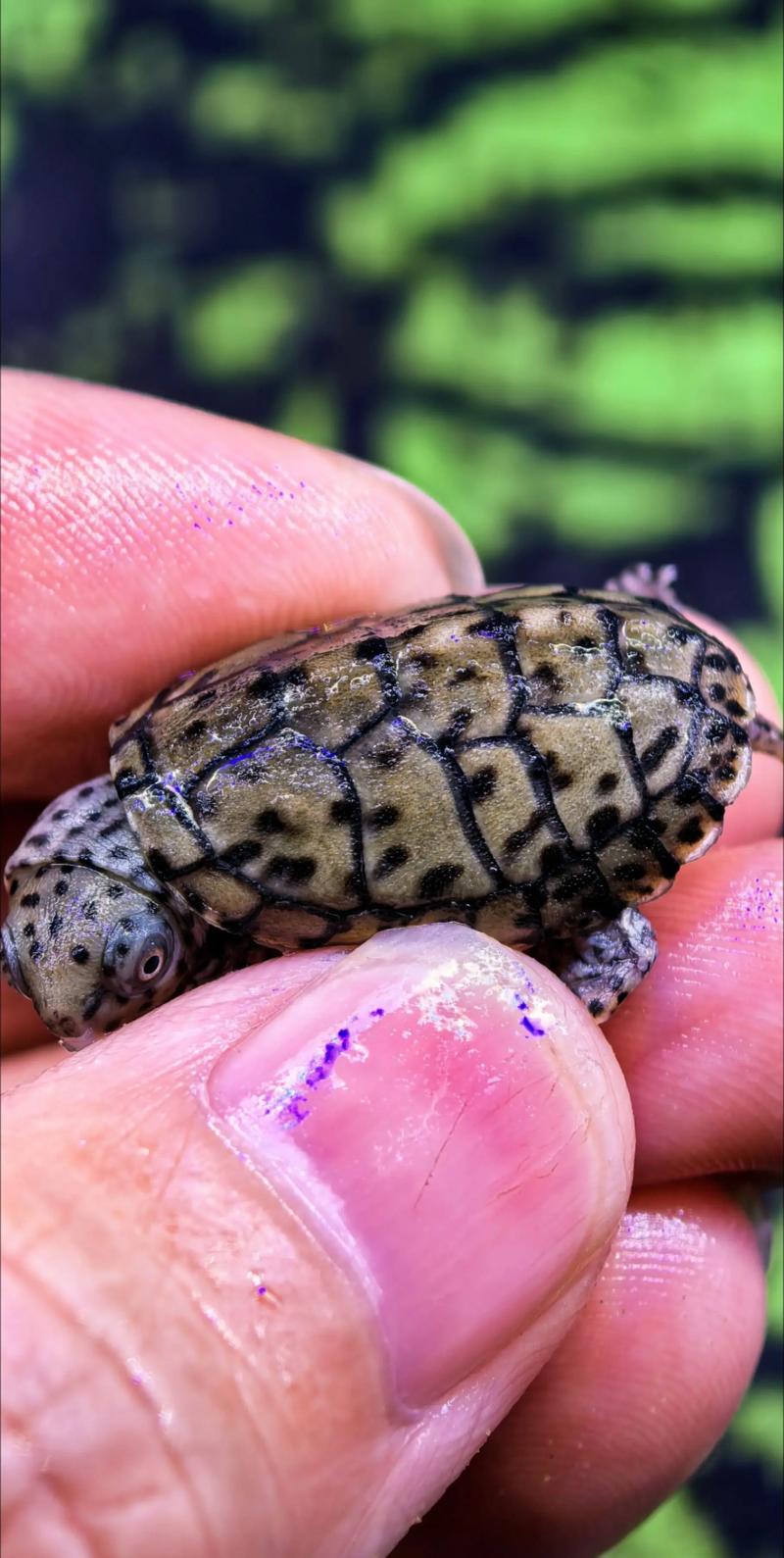 2025年大头龟价格表有啥变动？-图2