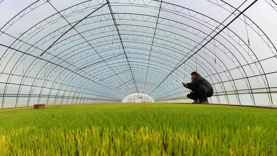 水稻套养高级技术视频，如何高效实现？-图1