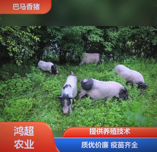 山林放养香猪养殖技术-图2 山林放养香猪养殖技术-图2