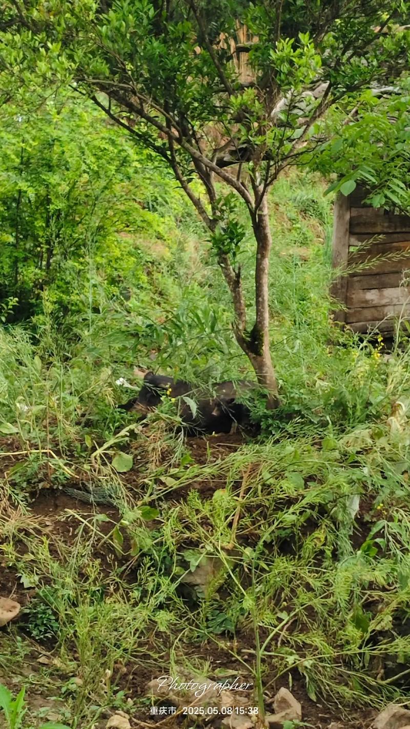 山林放养香猪养殖技术-图1 山林放养香猪养殖技术-图1