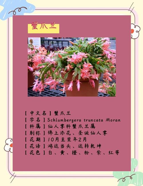 蟹爪兰图片对应的品种-图1 蟹爪兰图片对应的品种-图1