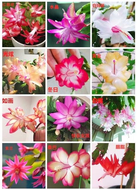 蟹爪兰图片对应的品种-图2 蟹爪兰图片对应的品种-图2