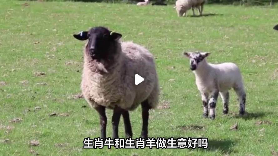 牛羊杂交能生出什么品种？-图2