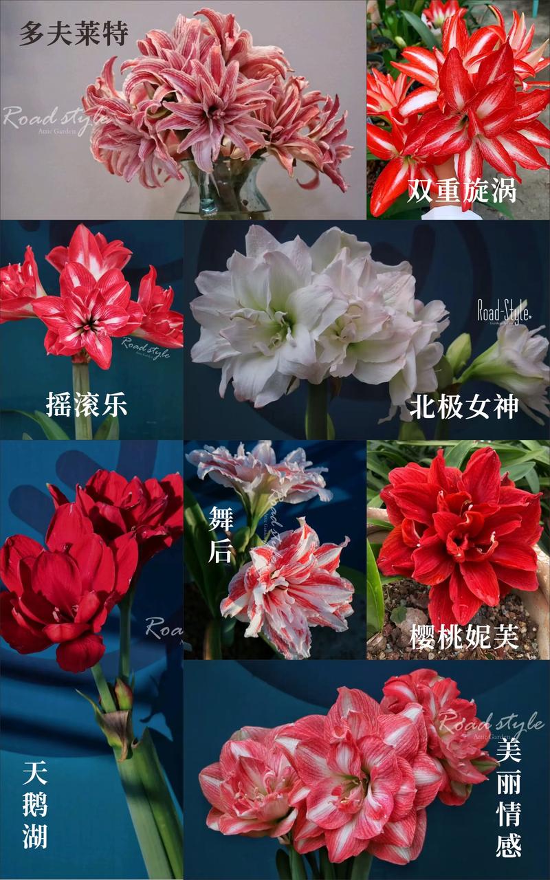 哪里能买到优质株顶红?-图1 哪里能买到优质株顶红?-图1