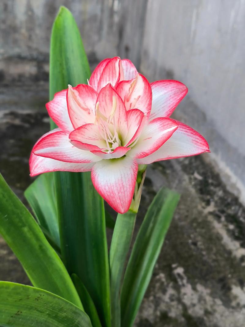 哪里能买到优质株顶红?-图2 哪里能买到优质株顶红?-图2