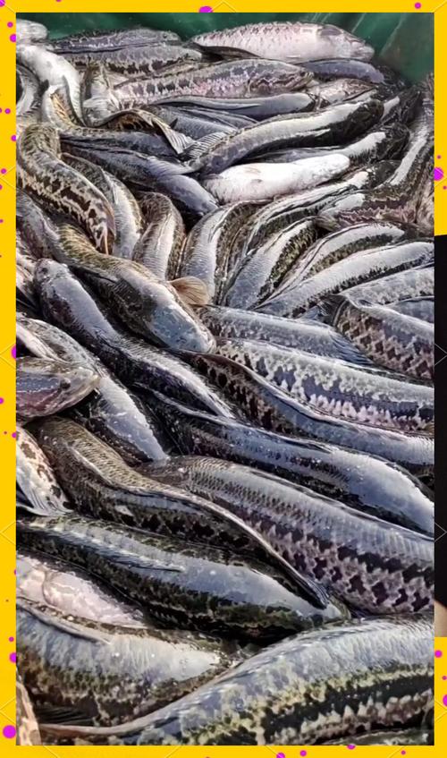 东北大棚黑鱼养殖技术有哪些关键要点?-图1 东北大棚黑鱼养殖技术有哪些关键要点?-图1