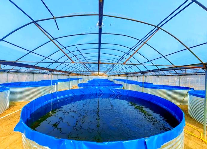 东北大棚黑鱼养殖技术有哪些关键要点?-图2 东北大棚黑鱼养殖技术有哪些关键要点?-图2