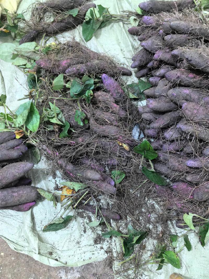 紫玉山药种植技术视频有哪些关键要点?-图1 紫玉山药种植技术视频有哪些关键要点?-图1