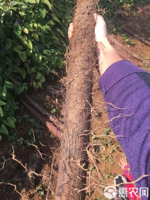 紫玉山药种植技术视频有哪些关键要点?-图3 紫玉山药种植技术视频有哪些关键要点?-图3