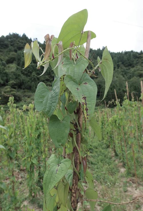 紫玉山药种植技术视频有哪些关键要点?-图2 紫玉山药种植技术视频有哪些关键要点?-图2