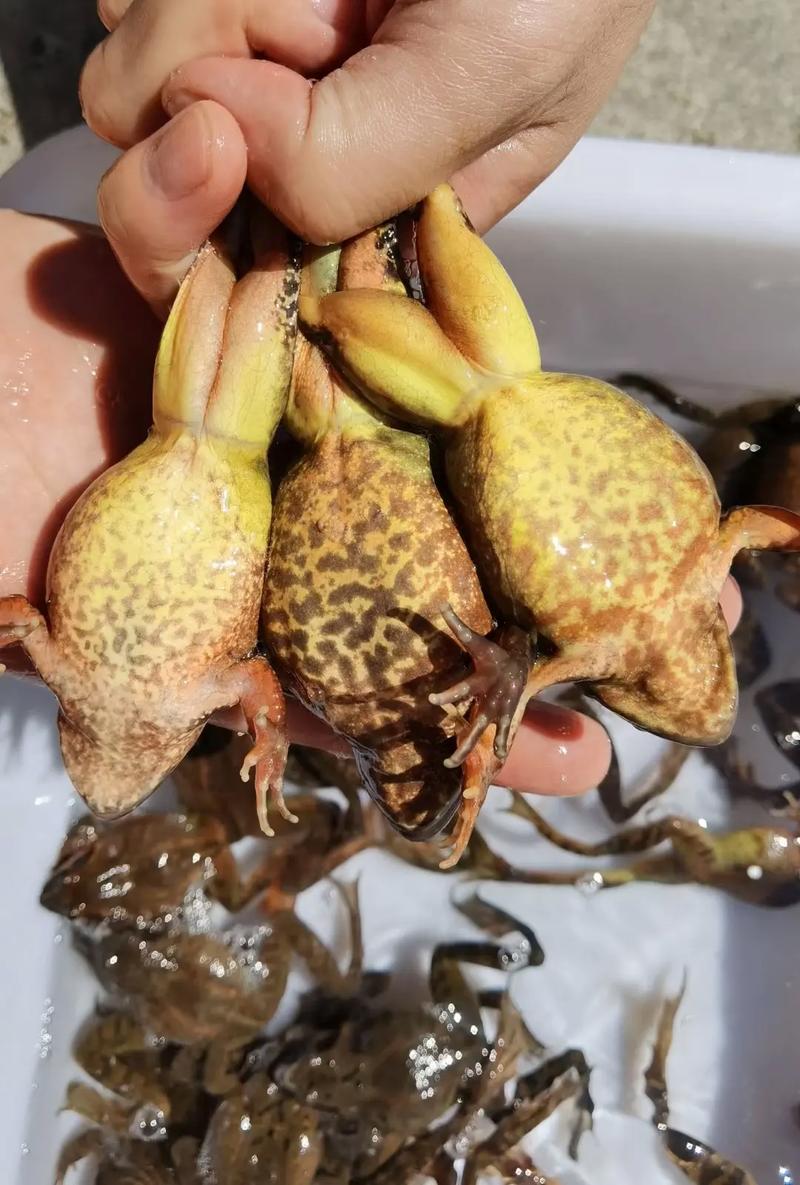 特种养殖品种大全林蛙-图1 特种养殖品种大全林蛙-图1