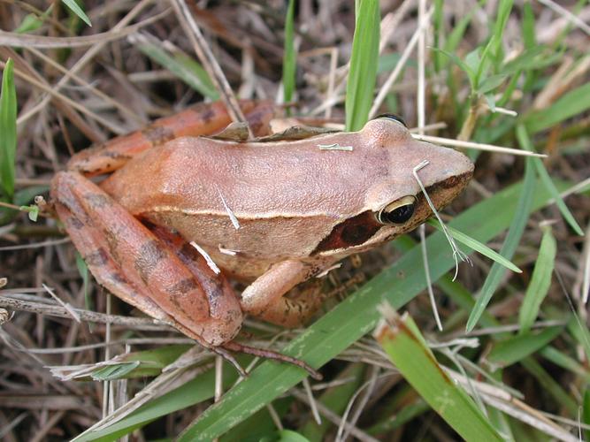 特种养殖品种大全林蛙-图2 特种养殖品种大全林蛙-图2