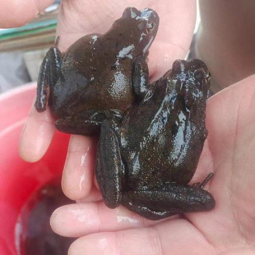 特种养殖品种大全林蛙-图3 特种养殖品种大全林蛙-图3