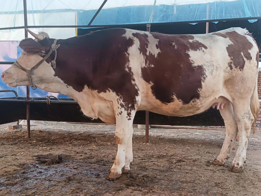 什么是西门塔尔品种牛-图2