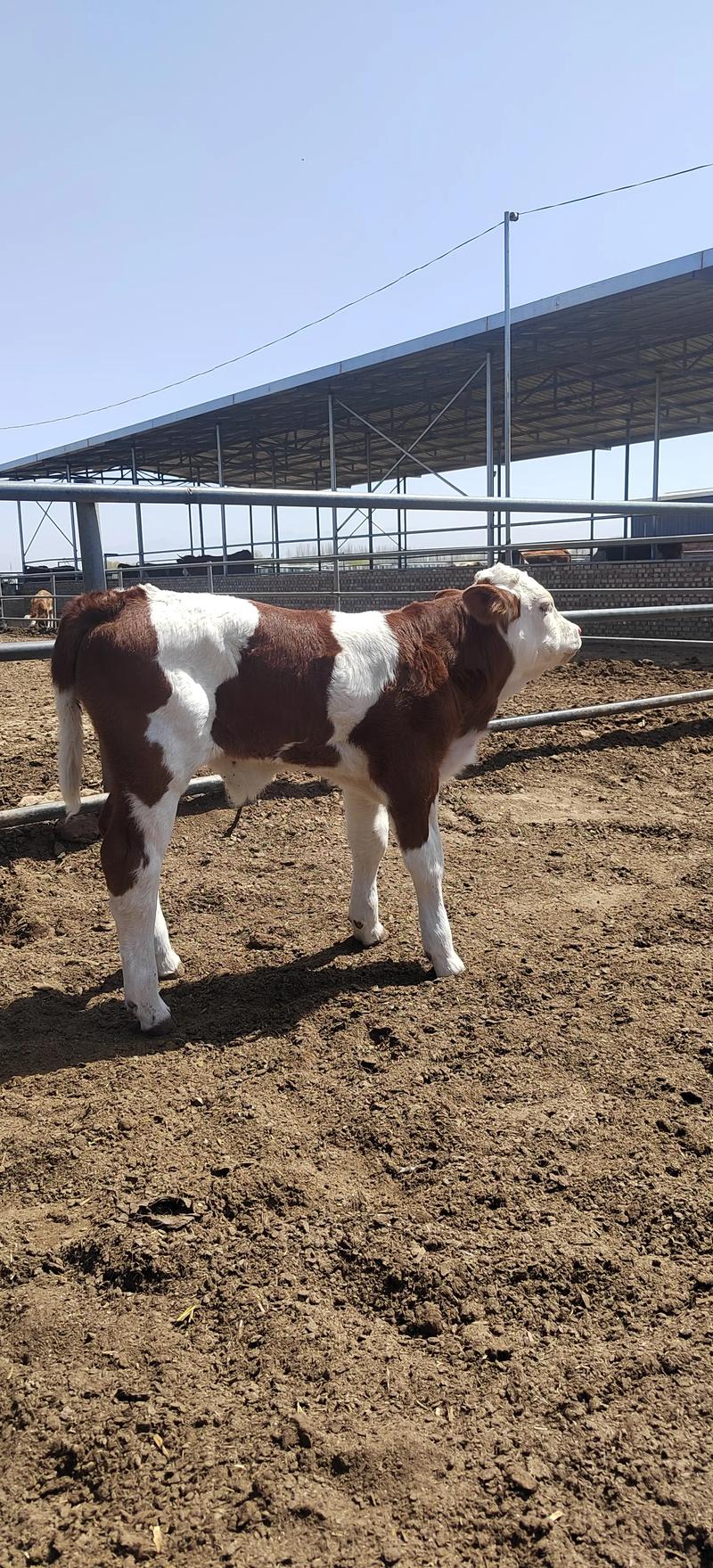 什么是西门塔尔品种牛-图1