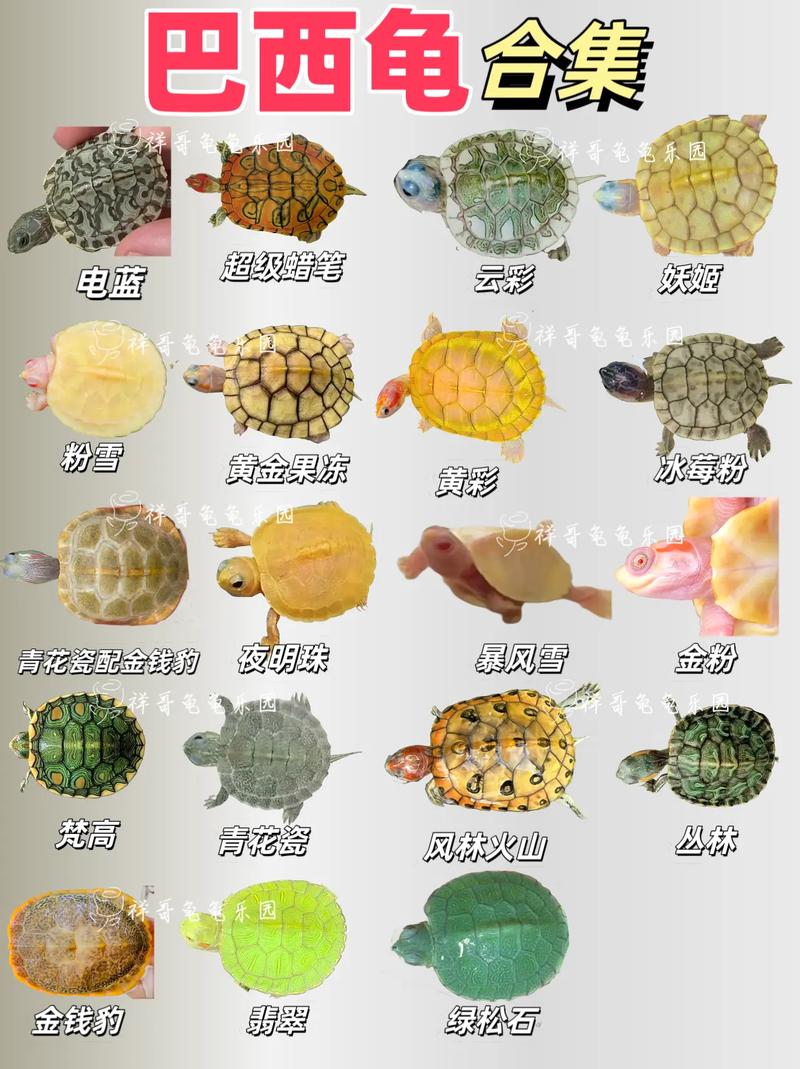 最有发展潜力的龟品种-图1