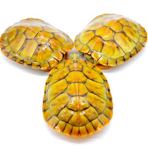 最有发展潜力的龟品种-图3