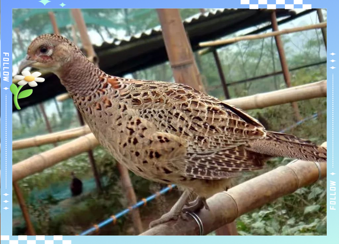 陕西山鸡养殖技术视频有哪些要点？-图1