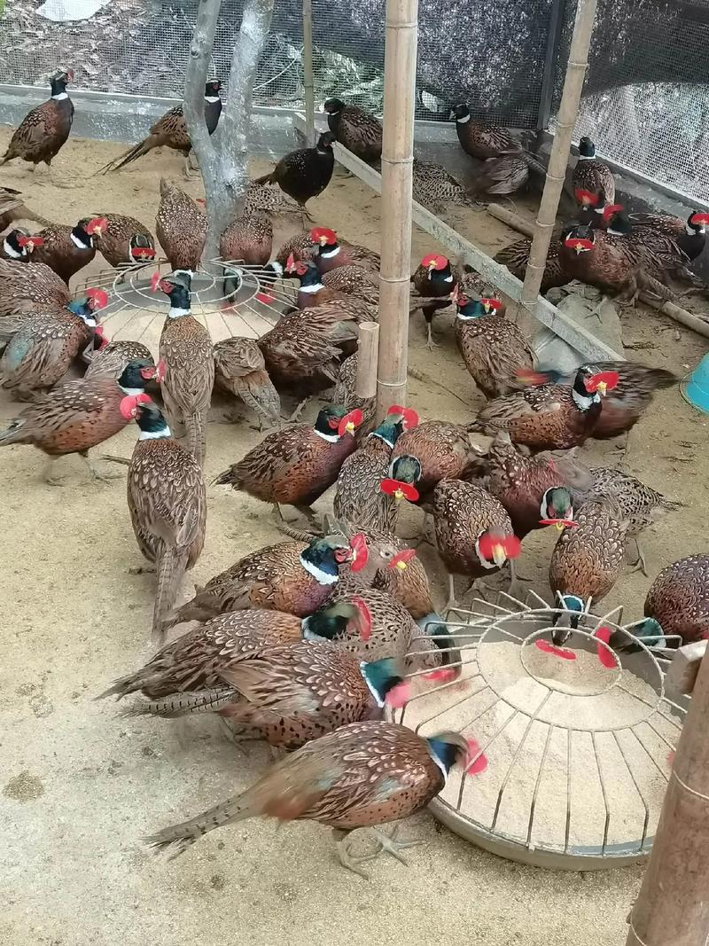 陕西山鸡养殖技术视频有哪些要点？-图2