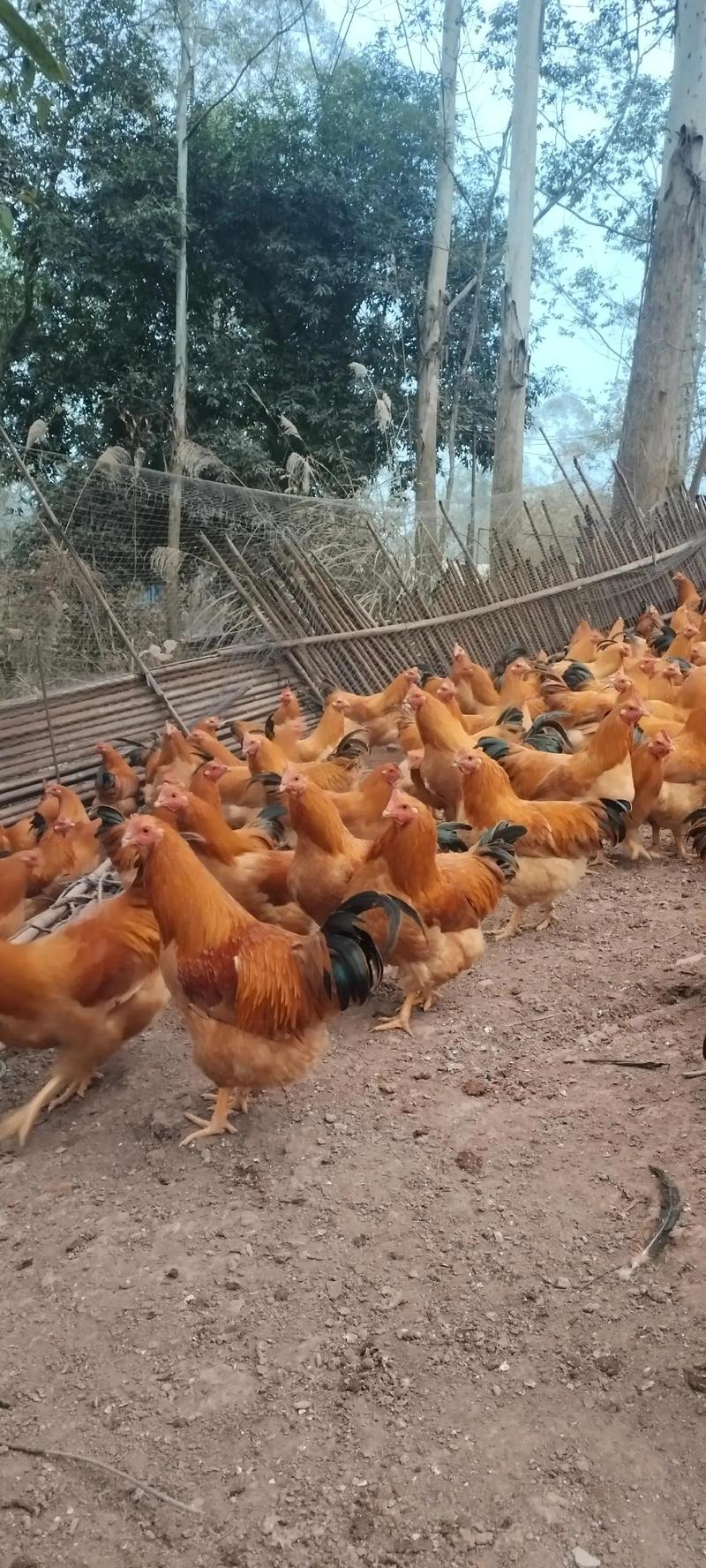 陕西山鸡养殖技术视频有哪些要点？-图3