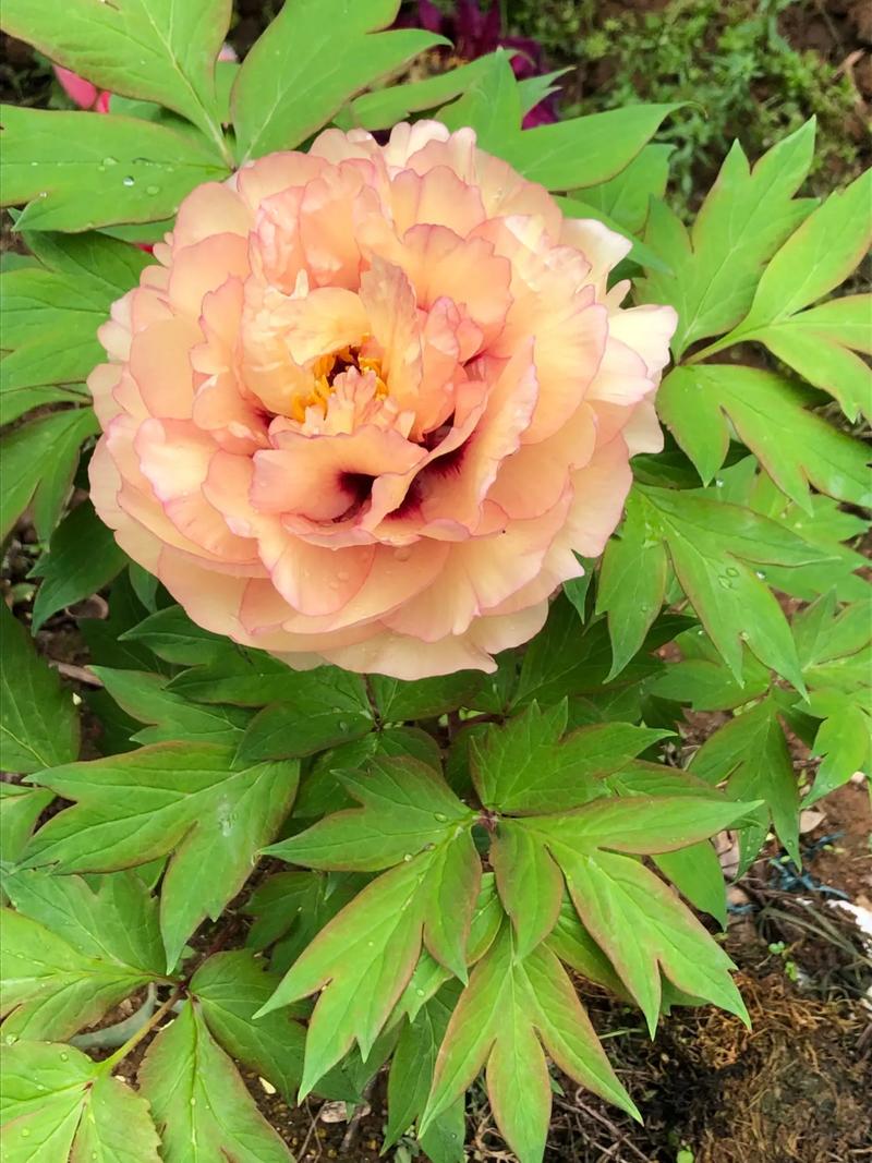 名贵牡丹花有哪些品种-图3 名贵牡丹花有哪些品种-图3