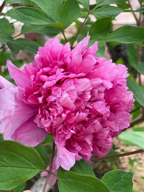 名贵牡丹花有哪些品种-图2 名贵牡丹花有哪些品种-图2