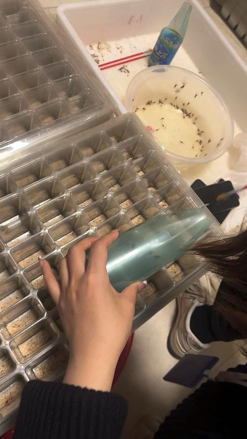 蝎子蜕皮技术处理视频-图2