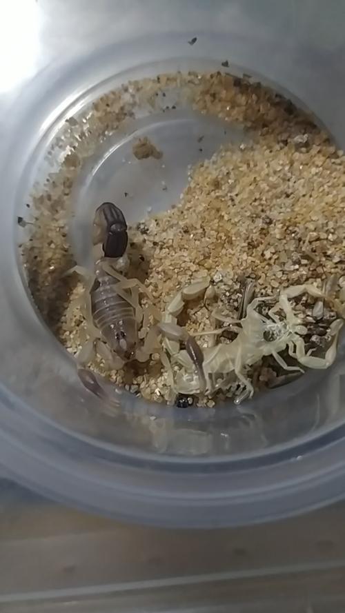 蝎子蜕皮技术处理视频-图1