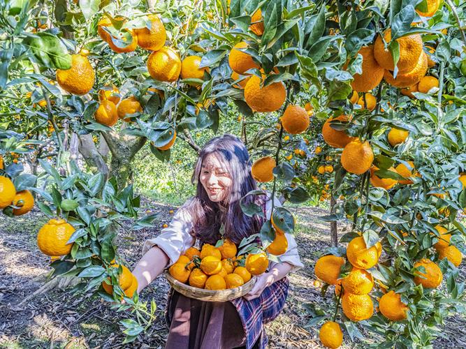 当今杂柑中的热销品种-图1 当今杂柑中的热销品种-图1