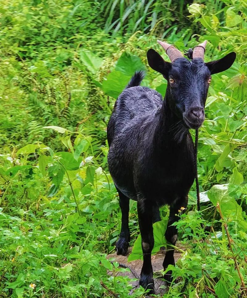 黑山羊哪个品种长得快-图1