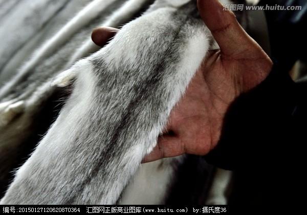 未来几年貉子皮价格会涨还是跌？-图2