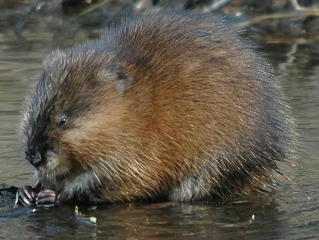 江苏麝香鼠种苗的价格-图2 江苏麝香鼠种苗的价格-图2
