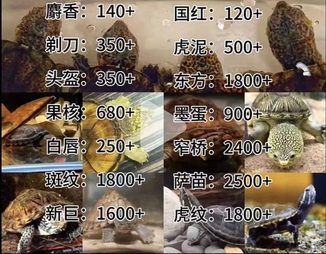 江苏麝香鼠种苗的价格-图1 江苏麝香鼠种苗的价格-图1