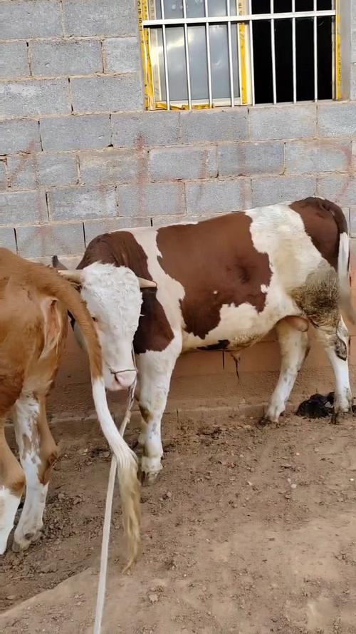 农村养牛养什么品种好-图2