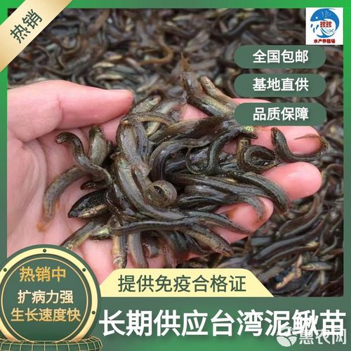 河北台湾泥鳅水花价格-图2