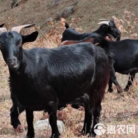 黑色的羊都有什么品种-图2 黑色的羊都有什么品种-图2