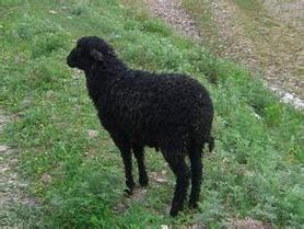 黑色的羊都有什么品种-图1 黑色的羊都有什么品种-图1