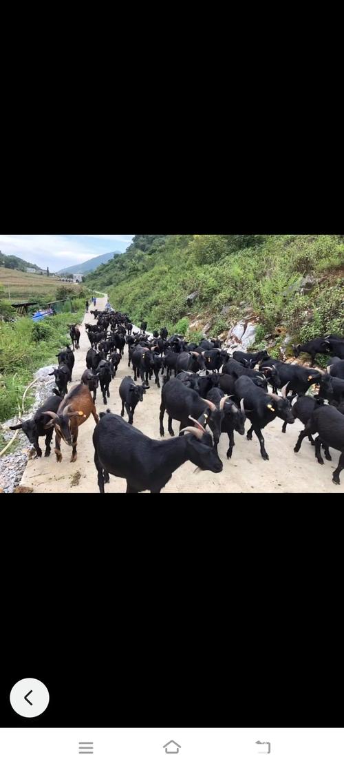 黑色的羊都有什么品种-图3 黑色的羊都有什么品种-图3